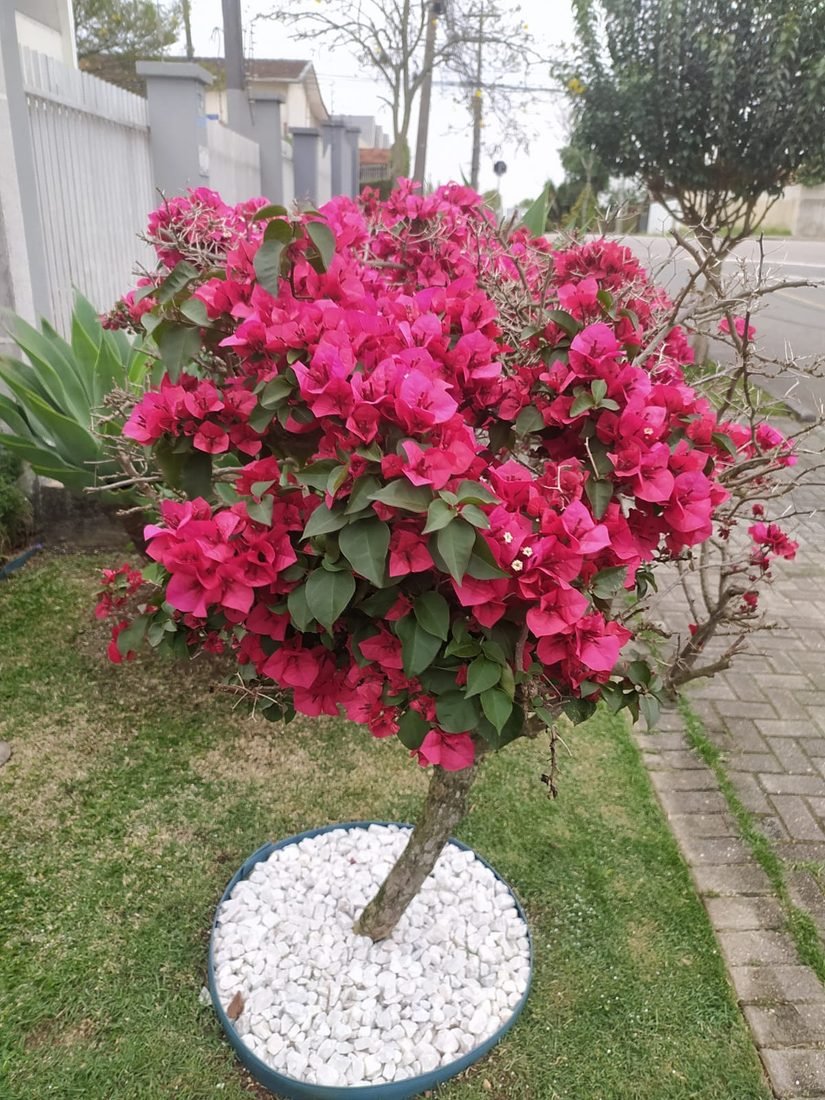 Paisagismo e Jardinagem — R20 Limpeza e Higienização
