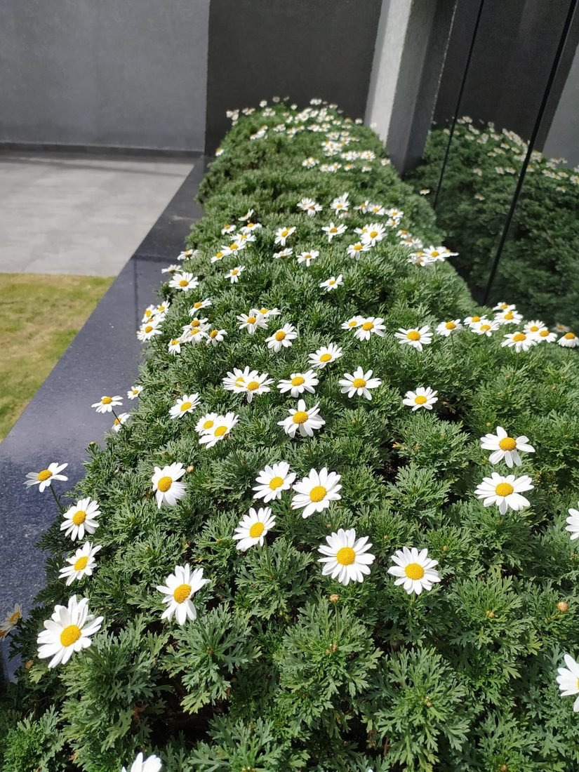 Paisagismo e Jardinagem — R20 Limpeza e Higienização